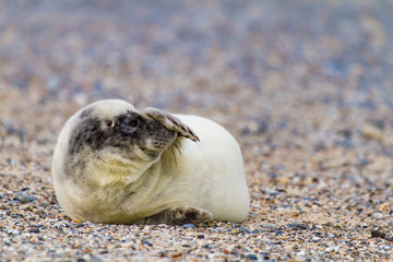 Junge Kegelrobbe (Halichoerus grypus) auf Helgoland