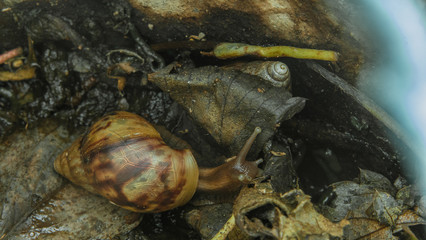 the snail is in the mud