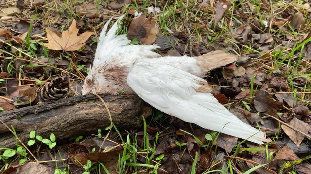 Dead bird pigeon lying on wet grass in autumn park, dead white dove close-up.