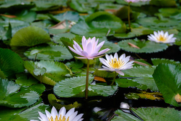purple lotus flower bloom with bee