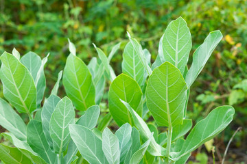 Fresh green plant's leaf and branch in the forest