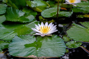 purple lotus flower bloom with bee