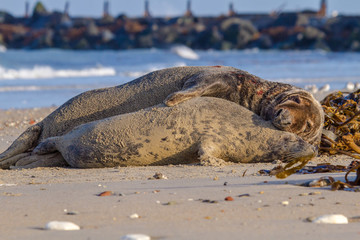 Kegelrobbe (Halichoerus grypus) auf Helgoland, Paarung