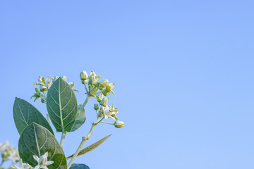 White blooming calotropis flower on blue sky background