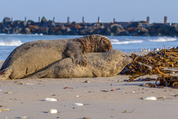 Kegelrobben bei der Paarung, Helgoland, Deutschland