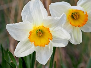White and yellow daffodil close-up