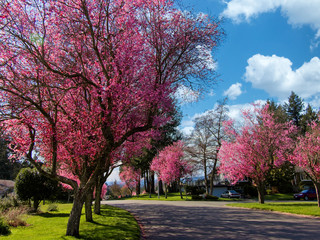 Cherry trees in bloom