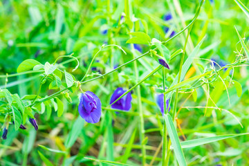 Fresh blooming blue butterfly pea flowers in the wood