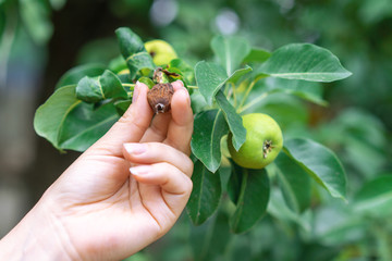 The woman hand holding little dried pear close to fresh ones on the green branches on fruit tree.