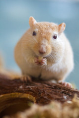 Mongolische Wüstenrennmaus (Meriones) als Haustier