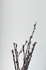 branch of Easter willow