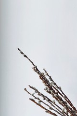 branch of pussy willow on white background