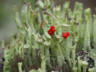 red berries in snow