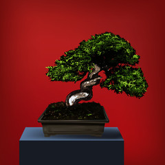 Bon Sai Tree Real Vector Illustration
