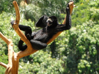 Macaco