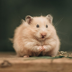 A Syrian surprised hamster sits on a wooden floor 