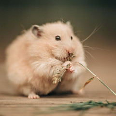 A Syrian hamster sits on a wooden floor and chews grass