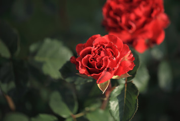 Photo rose petals isolated on the natural blurred background. Closeup. For design, texture, background. Nature.
