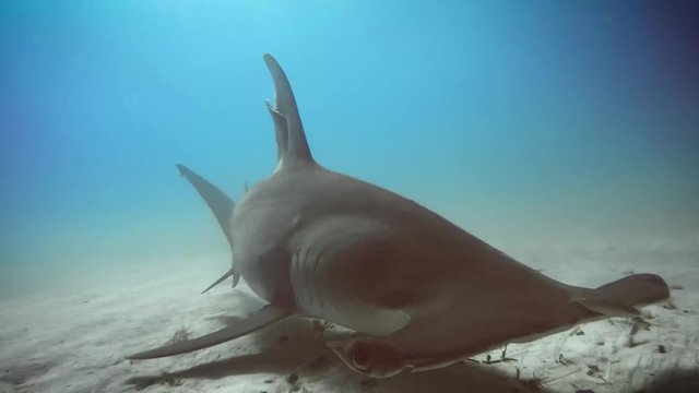 Hammerhead sharks in the Bahamas