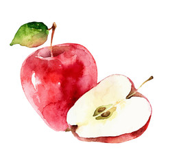 Watercolor vector apples on white background - 334653114