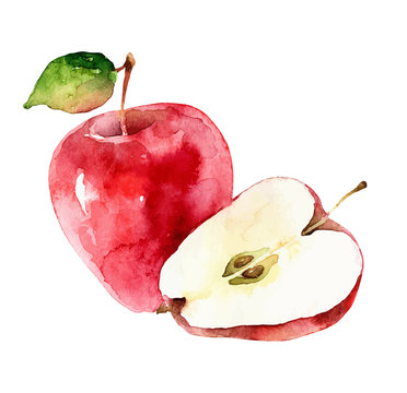 Watercolor vector apples on white background