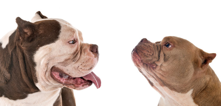 American Bullies In Studio