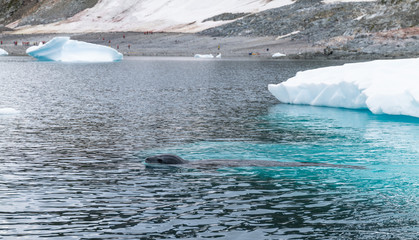 Cuverville Island, leopard seal