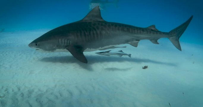 Tiger sharks in the bahamas