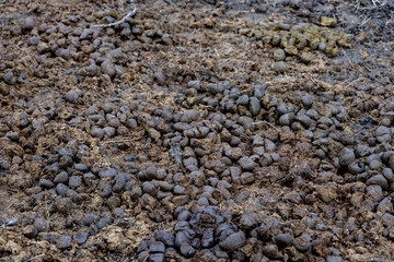Fresh horse manure background texture.