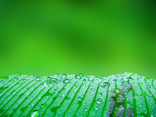 Water droplets on banana leaves and Blurred nature background