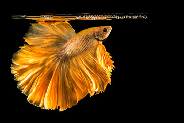 Betta fish, siamese fighting fish, betta splendens (Fullmoon betta ) isolated on black background