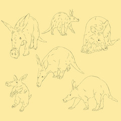 Simple Animal Aardvark. Hand Drawn Sketch Set