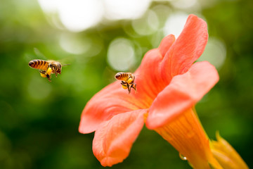 Flying honeybee collecting pollen at orange flower. in the spring season