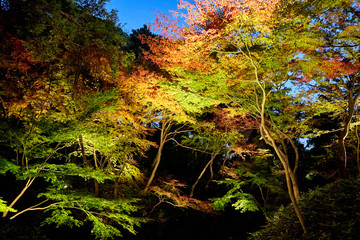 Japanese style garden illuminated in the evening
