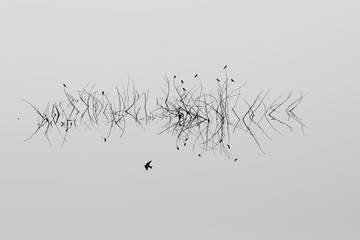 silhouettes of birds on green background