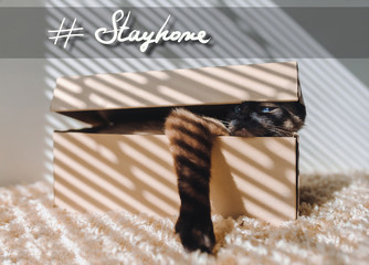 Siamese cat cautiously trying to get out of the box. Caption with hashtag: # Stay home. The concept of quarantine, coronavirus, pandemic COVID-19.