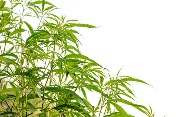 Marijuana plant isolated on white background. Growing medical marijuana.