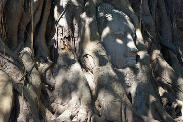 Buddha Head Entwined in Banyan Tree Roots Profile