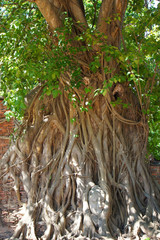 Buddha Head Entwined in Banyan Tree Roots