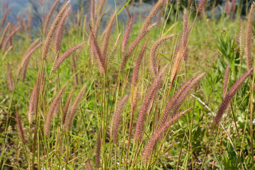 field of grass flowers, field background, grass flowers background