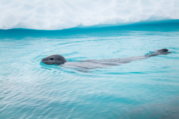 Cuverville Island, leopard seal