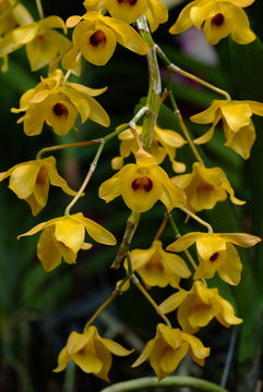 Dendrobium densiflorum,  is a species of epiphytic or lithophytic orchid that is native to Asia