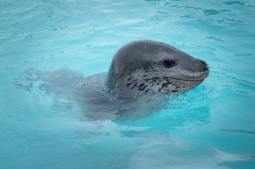 Fototapeta premium Cuverville Island, leopard seal