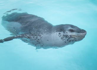 Obraz premium Cuverville Island, leopard seal