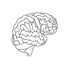 Vector, anatomical Brain. Realistic Brain illustration isolated on white background. Vector medical Brain logo.