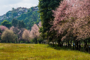 Autumn cherry blossom in himalayan state during november