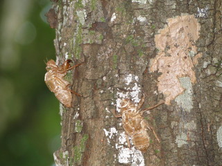 Cigarra