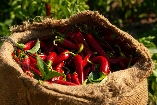 Pimientos recolectados para la elaboraci&oacute;n de piment&oacute;n en la comarca extreme&ntilde;a de La Vera.