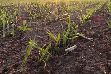 Field of spring young plants of common wheat, latin name Triticum Aestivum, evening sunshine.	