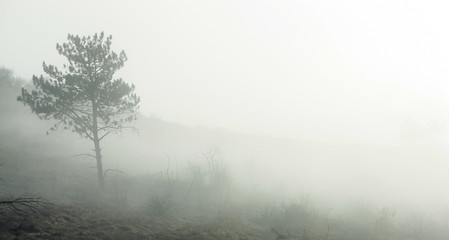 Fototapeta na wymiar heavy fog in the forest in the early morning
